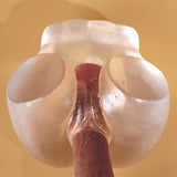 crystal-clear-sex-doll-frontinsertion
